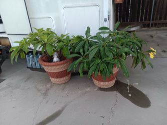 Potted Plumeria Plants in Terracotta Pots – Set of 2 planters