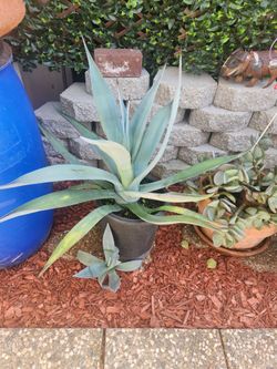 Aloe Vera Plant