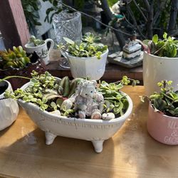 Plant Sale Ranging From $10-$50