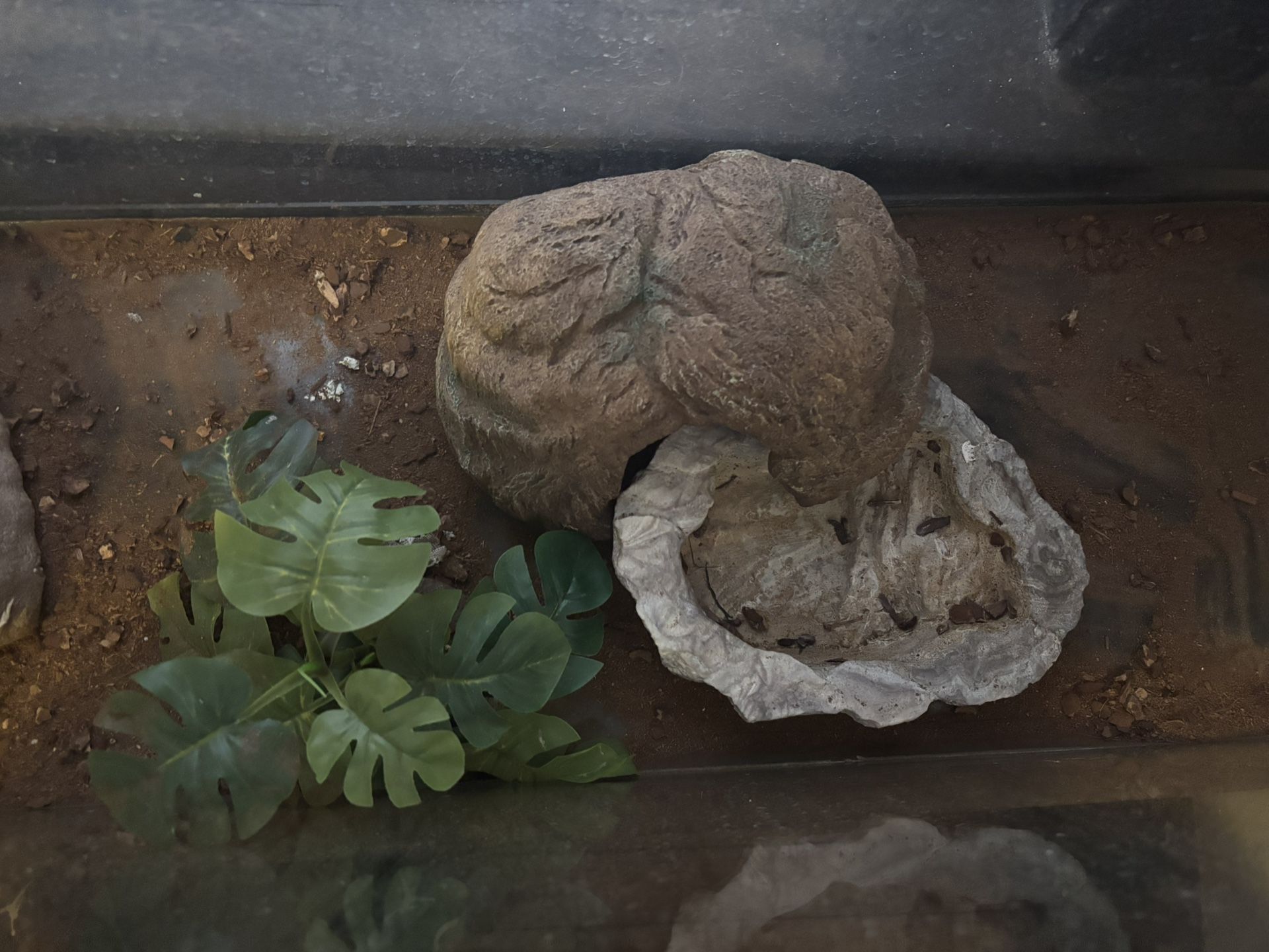 42 Gallon snake Enclosure 