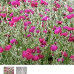 Lychnis Plant Starts