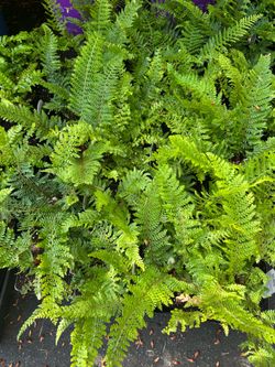 4 unreal types of ferns!!