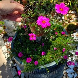 Purslane Succulents. $5 Each