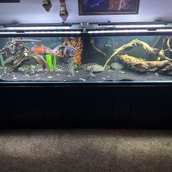300 Gallon Aquarium 