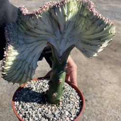 Graft Mermaid Tail Cactus 