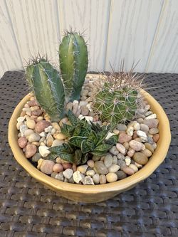 Cactus Arrangement 