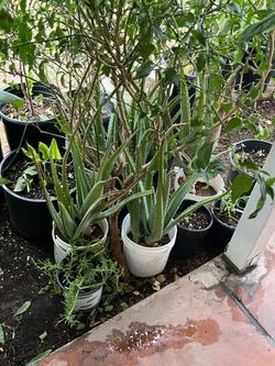 Aloe Vera Moss Rose Forrest Like Plants