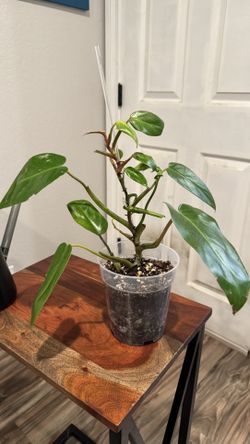 Philodendron Painted Lady
