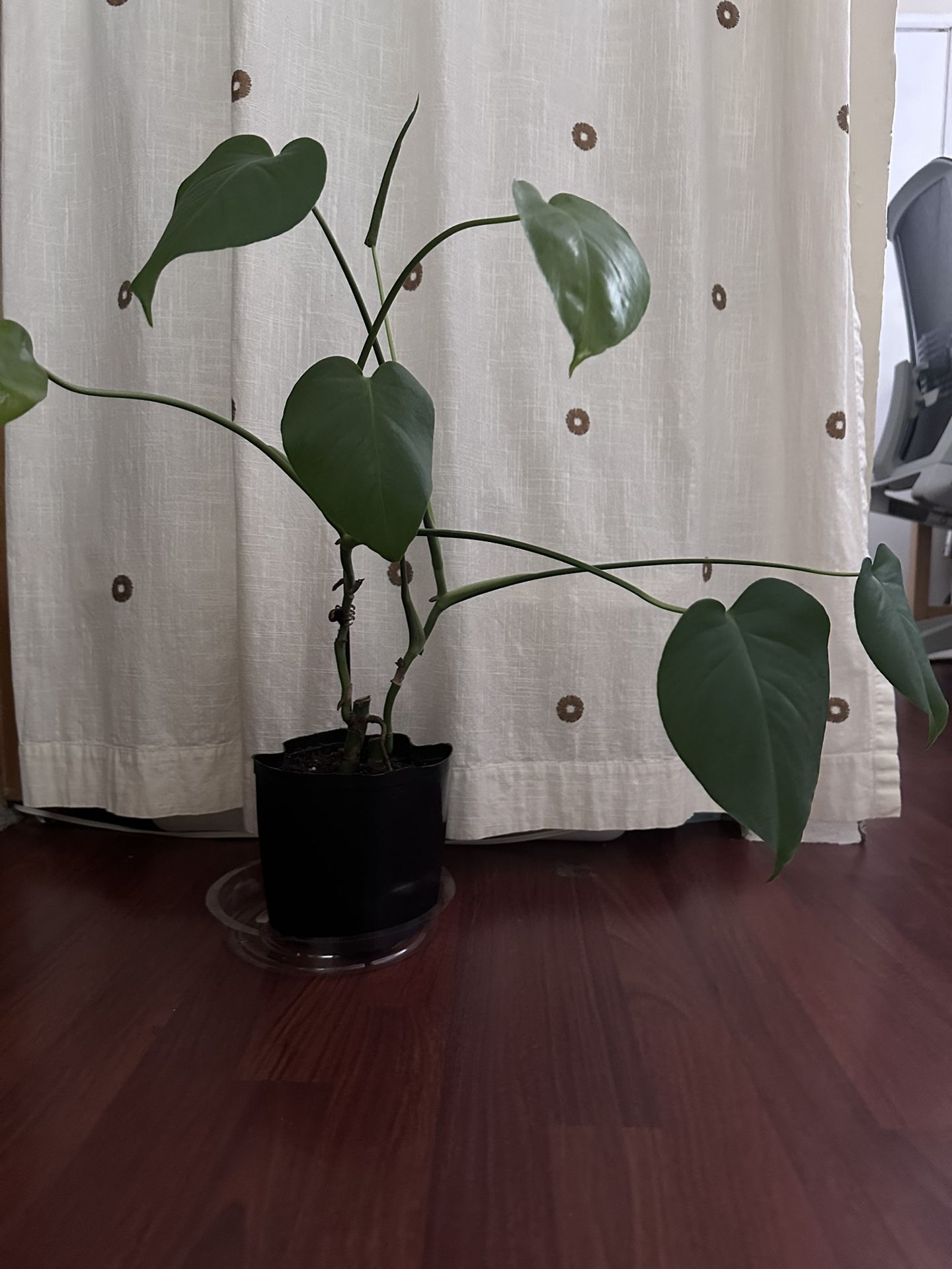 Healthy Plant.