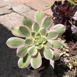 Sunburst Succulent