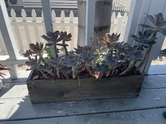 Custom Wooden Planters With Succulents