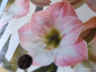 Amaryllis O Azucenas Diferentes Presios