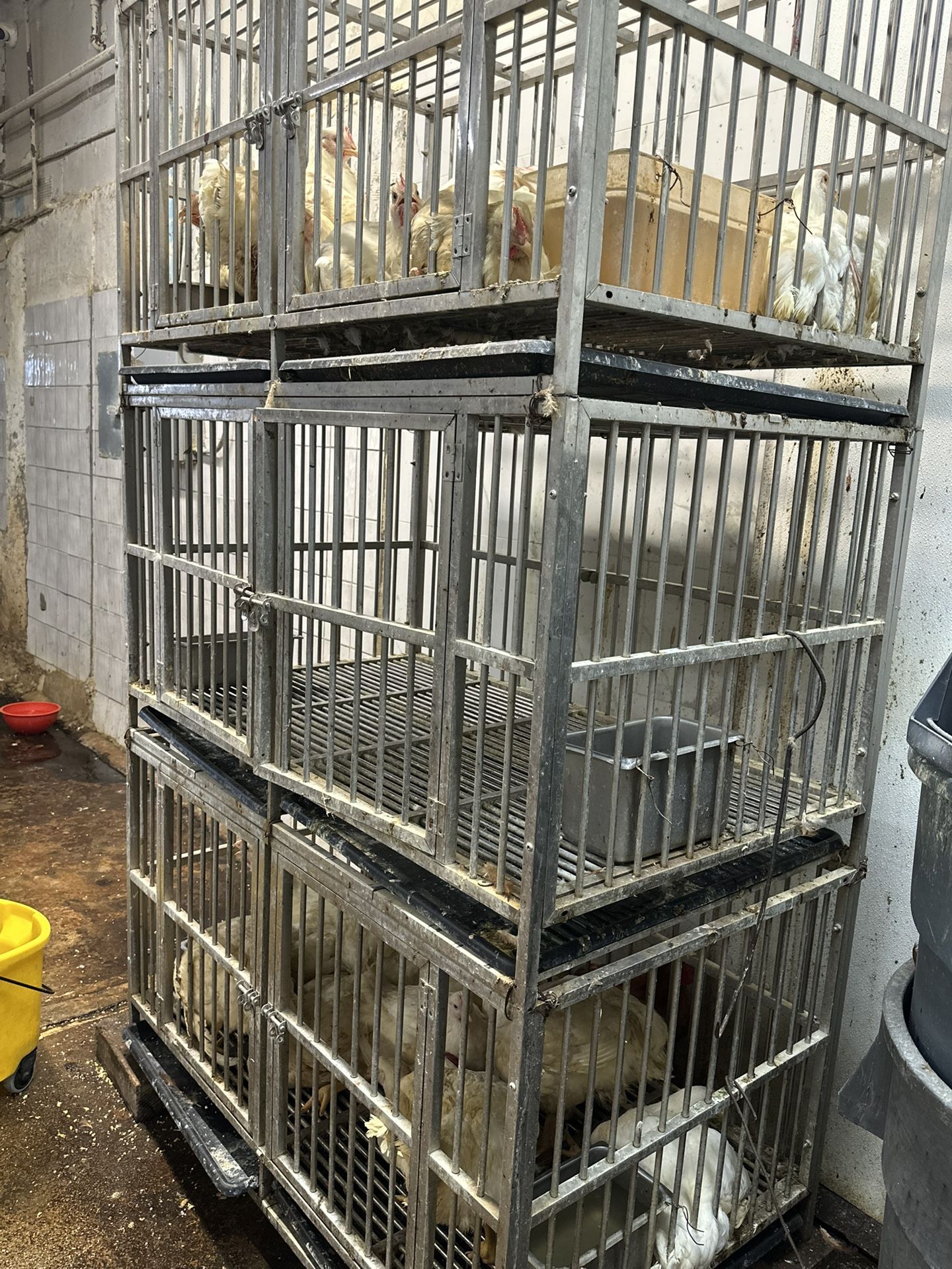 Sevena gallinas Juaula