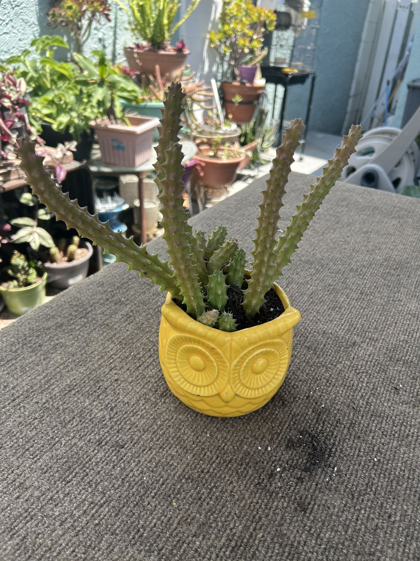 Una Succulents