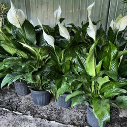 Peace Lily In 3 gls Pot. SPECIAL PRICE 🤩