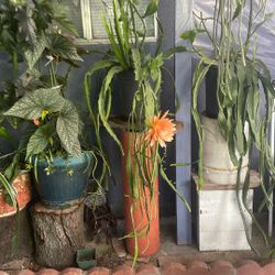 Dama de noche, florea anaranjado