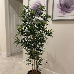 Silk Bamboo Tree