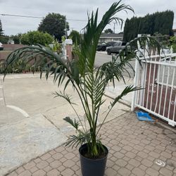 Cat Palm 6ft