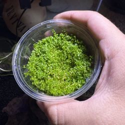 aquarium carpet plant