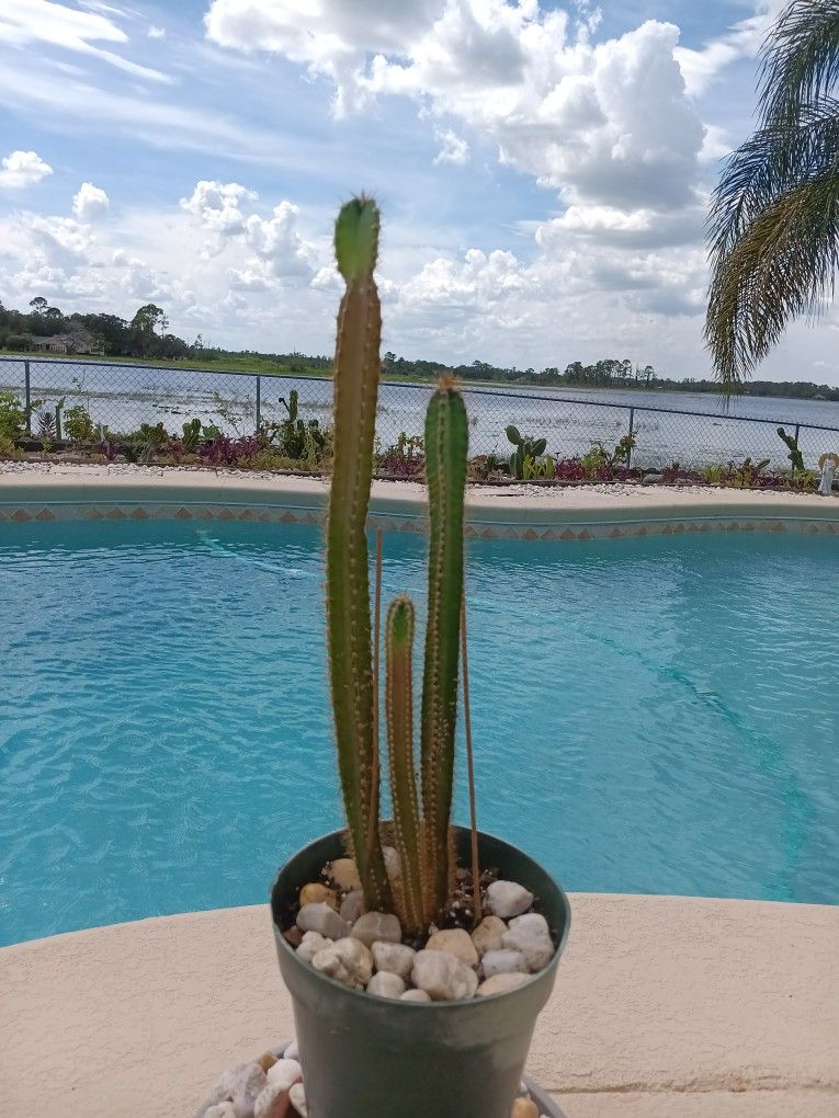 3 Peruvian Sed Grown Apple Cactus In Pot $25 -Ship $10 -White Flowers Red Edible Fruit