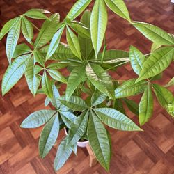 ♥️SUPER HEALTHY♥️Gud Luck Money Tree (PLS READ DESCRIPTION)