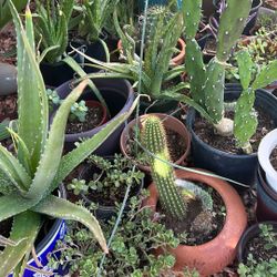 Succulent clearance sale. 