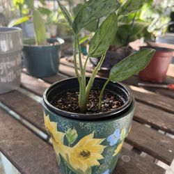 Chinese Evergreen Plant in Ceramic Pot