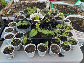 green bean seedling