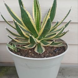 Agave Quadricolor Plant 🪴 