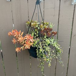 Hanging Succulent Plant 