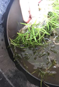 Dwarf sag aquarium plant