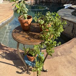 Plant Stand With Potted Plants