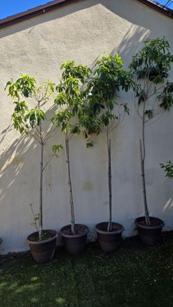 Trees and plants for sale
