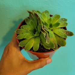 Large Sempervivum Aka Hens & Chick's Plant