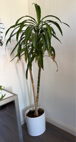 Large Dracaena Plant in White Pot