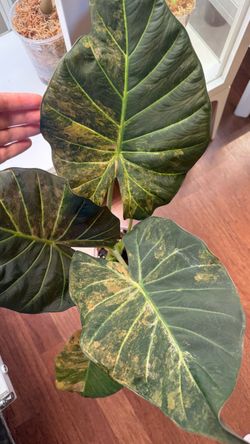 Peachy aurea regal shield alocasia CORMS