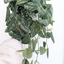Scindapsus Pictus Argyraeus Silver Satin Pothos Plant 6" Pot - Indoor House Plants