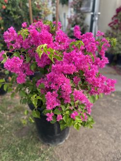 Bougainvillea, Camellina, Veranera, Curazao Double Flowers Beautiful Large Plant, In 15 Gallons Pot Pick Up Only