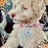 Lovemydog