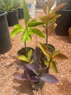 African Milk Bush
