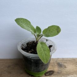 Lamb’s Ear Starter Plant – Soft Fuzzy Leaves 🌱✨
