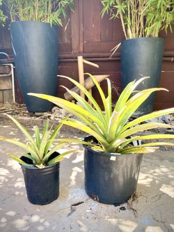Pineapple Plants