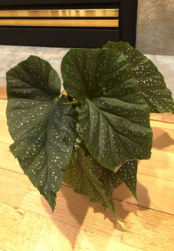 Beautiful house plants
