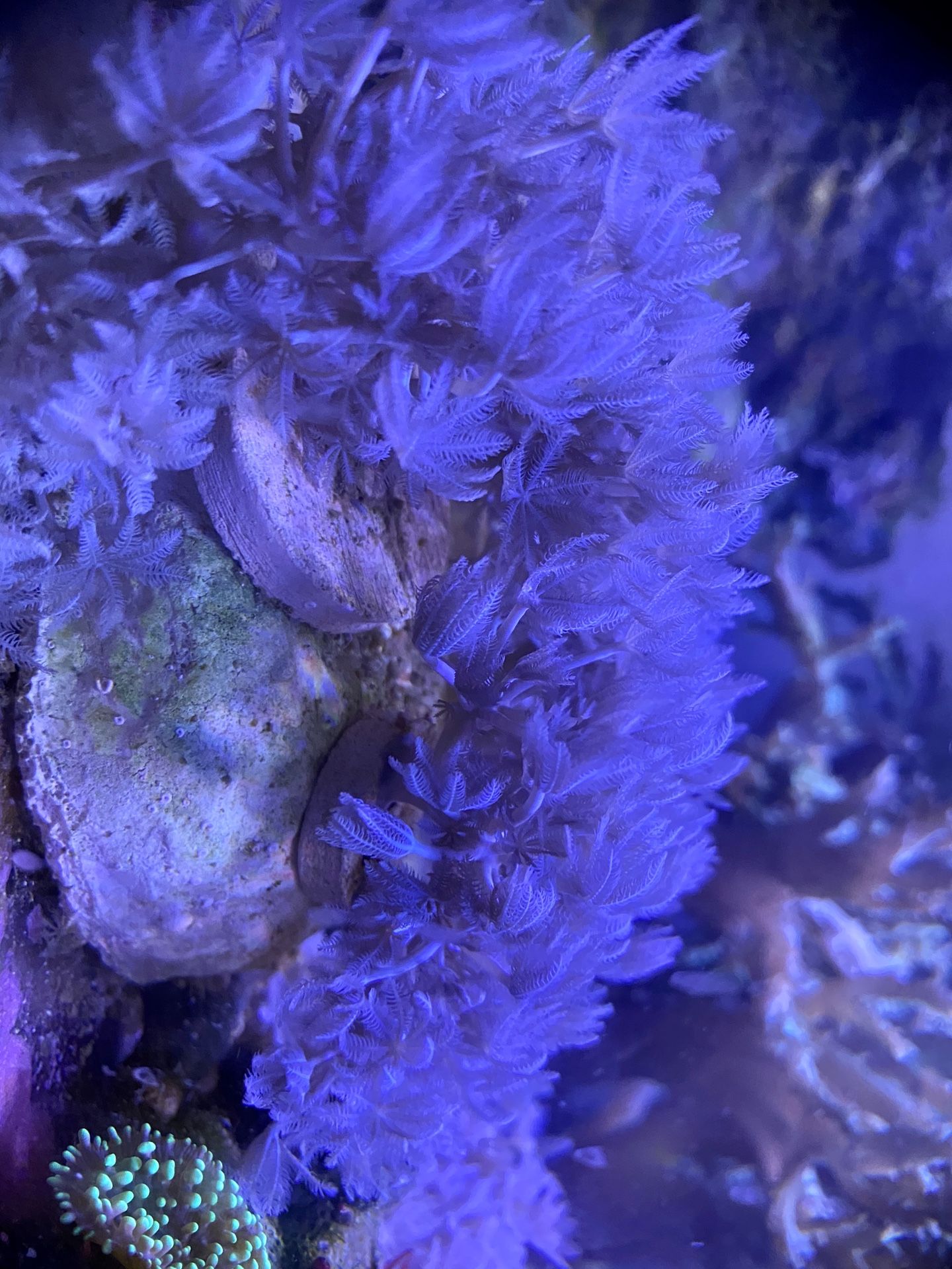Pulsing Xenia Saltwater Coral Frag