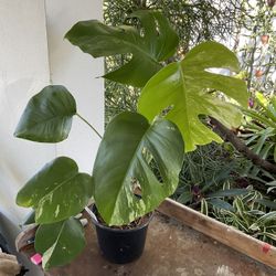 Monstera Albo Plants
