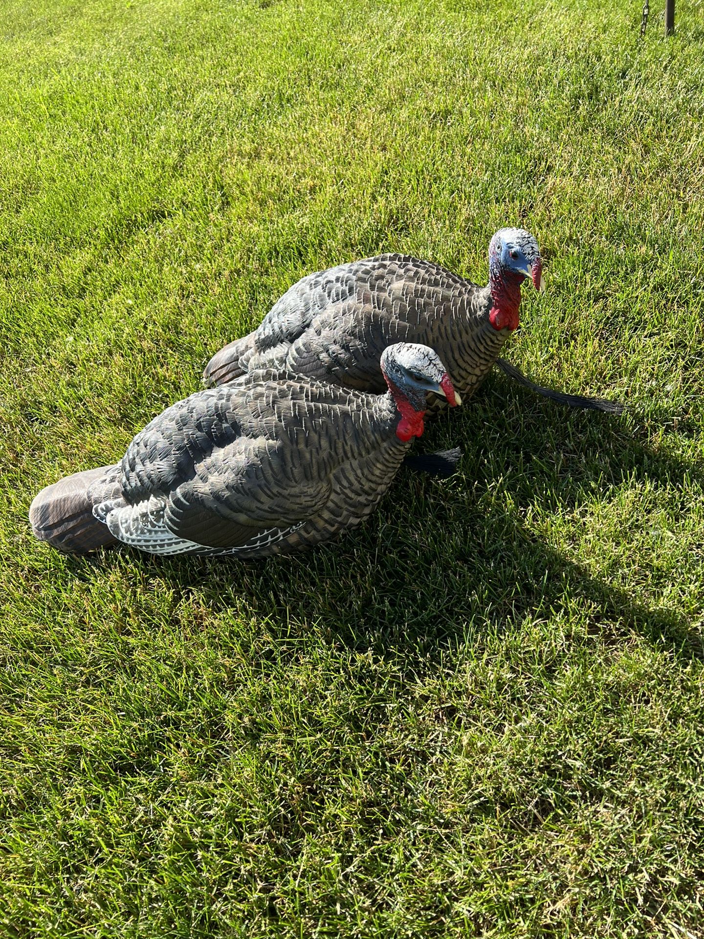 Avian X turkey decoys 