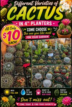 Different varieties of cactus