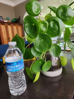 Chinese Money Plant