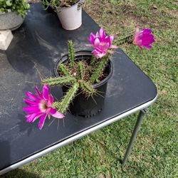 Hermoso Cactus Floriando