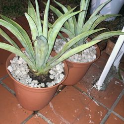 Agaves 